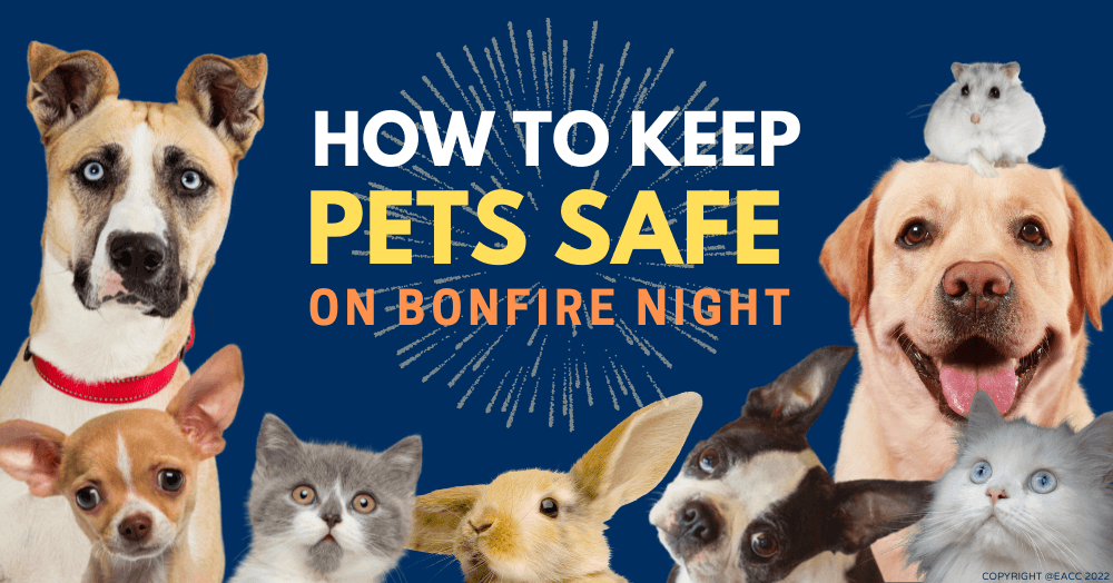 How to Keep Wembley Pets Safe on Bonfire Night How to Keep Wembley Pets Safe on Bonfire Night
