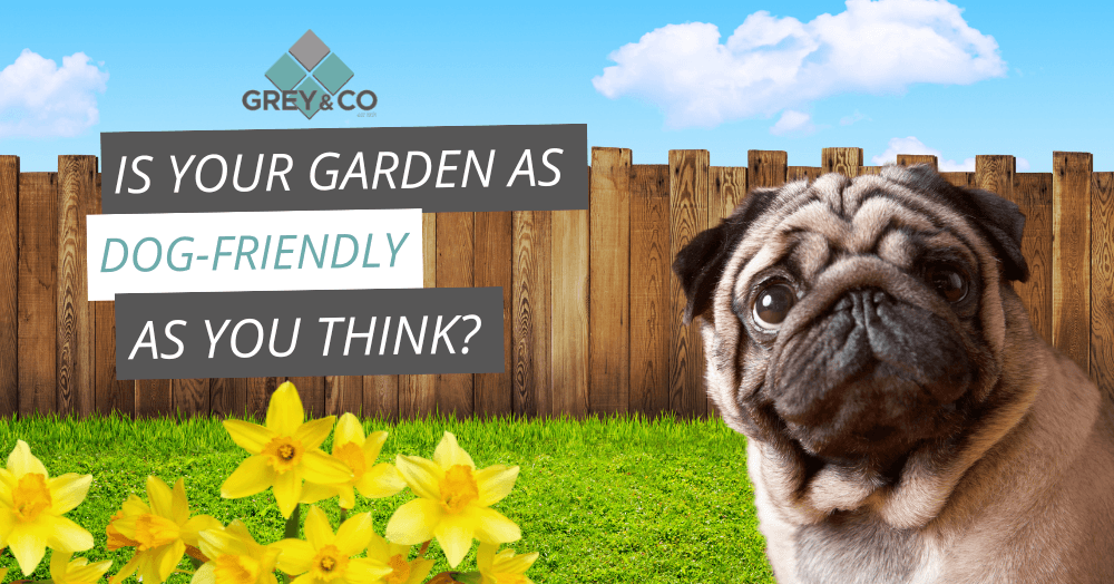 Guide to Creating a Dog-Friendly Garden Guide to Creating a Dog-Friendly Garden